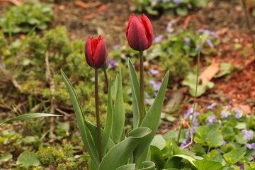 Red tulips in the spring garden 