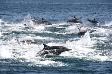 Fototapeta premium Delfines común en el norte peruano. 