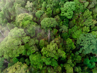 Aerial view of tropical rain forest ecosystem and healthy environment concept and background, Texture of green trees forest view from above.