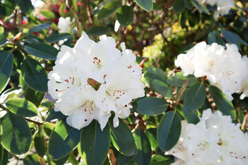 White rhododendron flowers