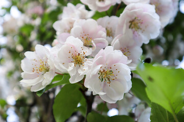Cherry blossom tree