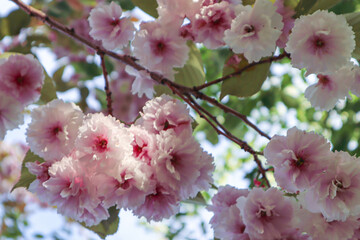 Cherry blossom tree