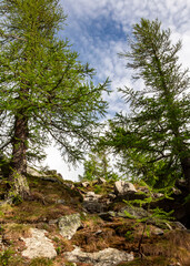 Wood near Lake Miage, in Val Veny. Courmayeur. Italian alps in summer. Aosta valley. Italy