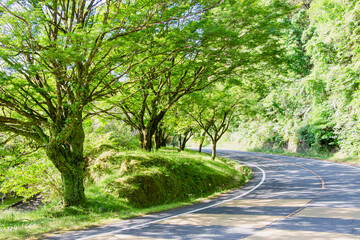 道路沿いの新緑