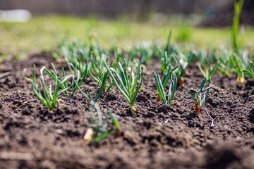 Young onion sprouts in garden. seeded onion shoots. vegetable garden of herbs.