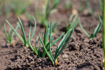 Organically Young onion sprouts in garden with chives in soil. seeded onion shoots. Organic farming