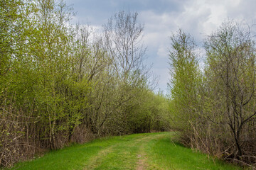 Obraz premium Dutch forest landscape, spring forest trees and narrow path lit by soft sunrise light. Forest spring nature, spring forest landscape, spring forest background