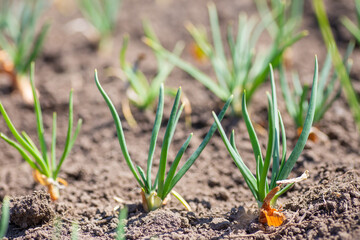 Green shallot seedling or bud growing from soil, organic agriculture in nature concept.