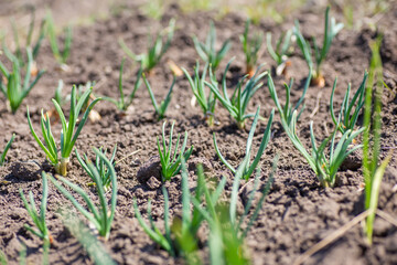 Onion sprout with shallow depth of field. organic agriculture in nature concept.