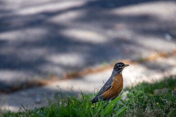 Robin in the Grass