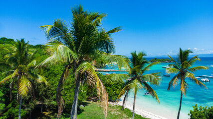 Hermosas palmeras en la isla de cayo levantado en la península de Samaná - obrazy, fototapety, plakaty