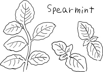 Hand-drawn pen drawing of spearmint. © 往子 山本