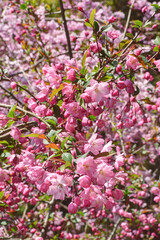 吉野山のハナカイドウ