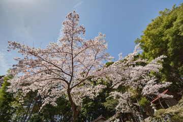 吉野山の神社