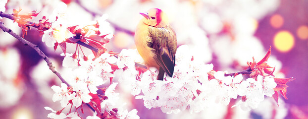 Great tit sitting on a tree branch in spring weather