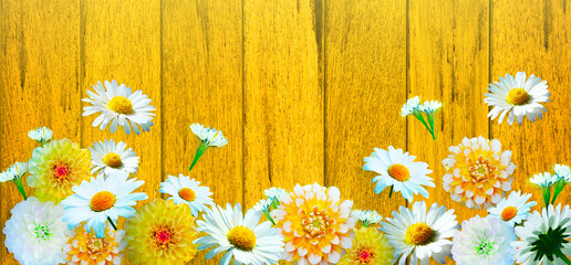 Obraz premium Scenery background of the natural blooming chamomile flower.