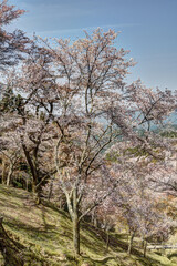 Obraz premium 吉野山の桜