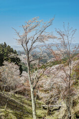吉野山の桜