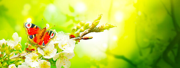 Beautiful branch of blossoming tree in spring with butterfly.