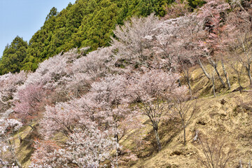 吉野山の桜