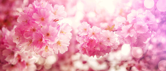 Beautiful branch of blossoming tree in spring.