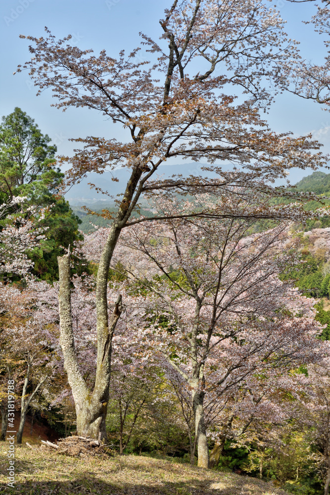 Poster 吉野山の桜