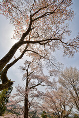 吉野山の桜