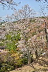 吉野山の桜