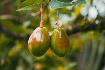 avocado on the tree