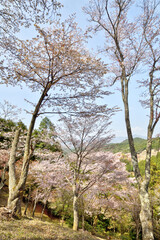 吉野山の桜