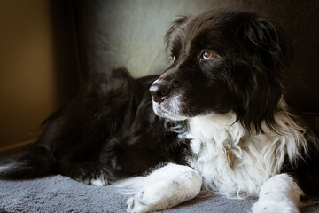 old black and white dog laying on cushion