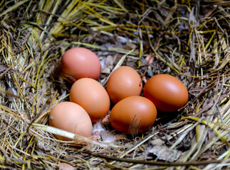 eggs in the nest