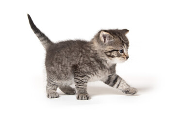 Cute tabby kitten on white