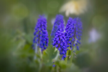 Close up shot Grape Hyacinth flowers