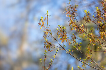 Young leaves on tree branches in Spring time