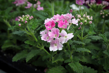 Closeup of pink and white delicate verbena flowers
