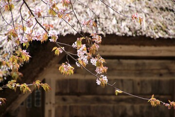 檜枝岐歌舞伎の舞台（福島県・檜枝岐村）