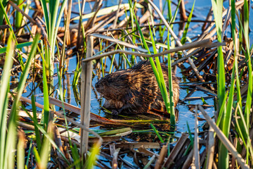 Muskrat in the grass and Pond