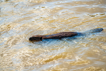 Obraz premium Beaver in the water