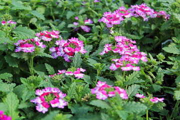A cluster of pink and white verbena plants blooming