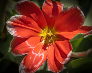 Close up shot of Red Tulip flower