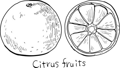 Hand-drawn pen drawing of citrus fruits.