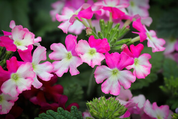 Macro of pink and white delicate verbena flowers
