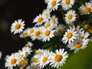 Fototapeta premium ノースポールの花