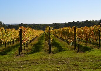 Fototapeta na wymiar Australian vineyard in autumn