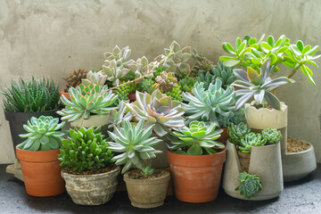 variety of succulent plants in pots, close up image