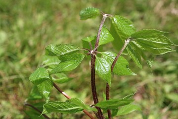 山菜の女王コシアブラ