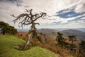 Gnarly Tree Overlooks Fall Mountain Ridges