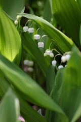 Obraz premium すずらん