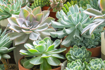 variety of succulent plants in pots, close up image